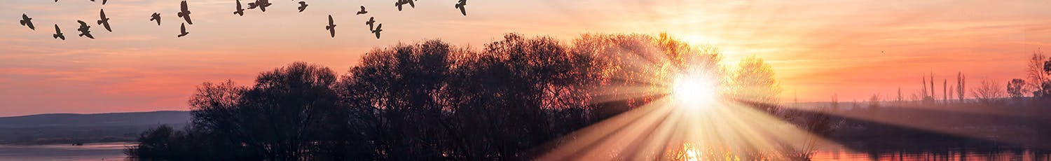 Lintujen siluetit peilautuvat vedestä